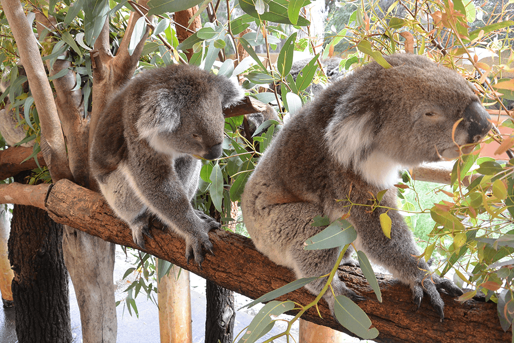 オーストラリア留学