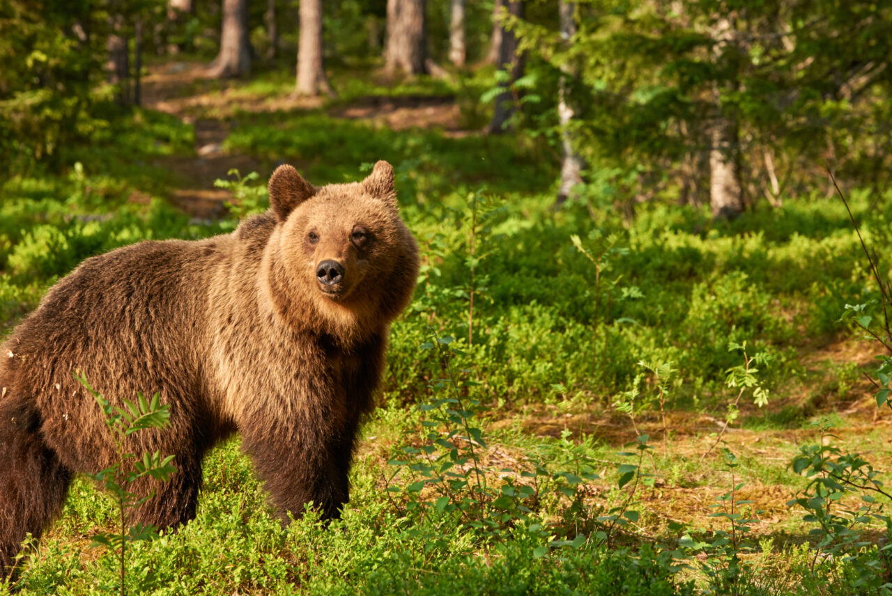 [連載] 英語フレーズ 第25回 "Bear down"