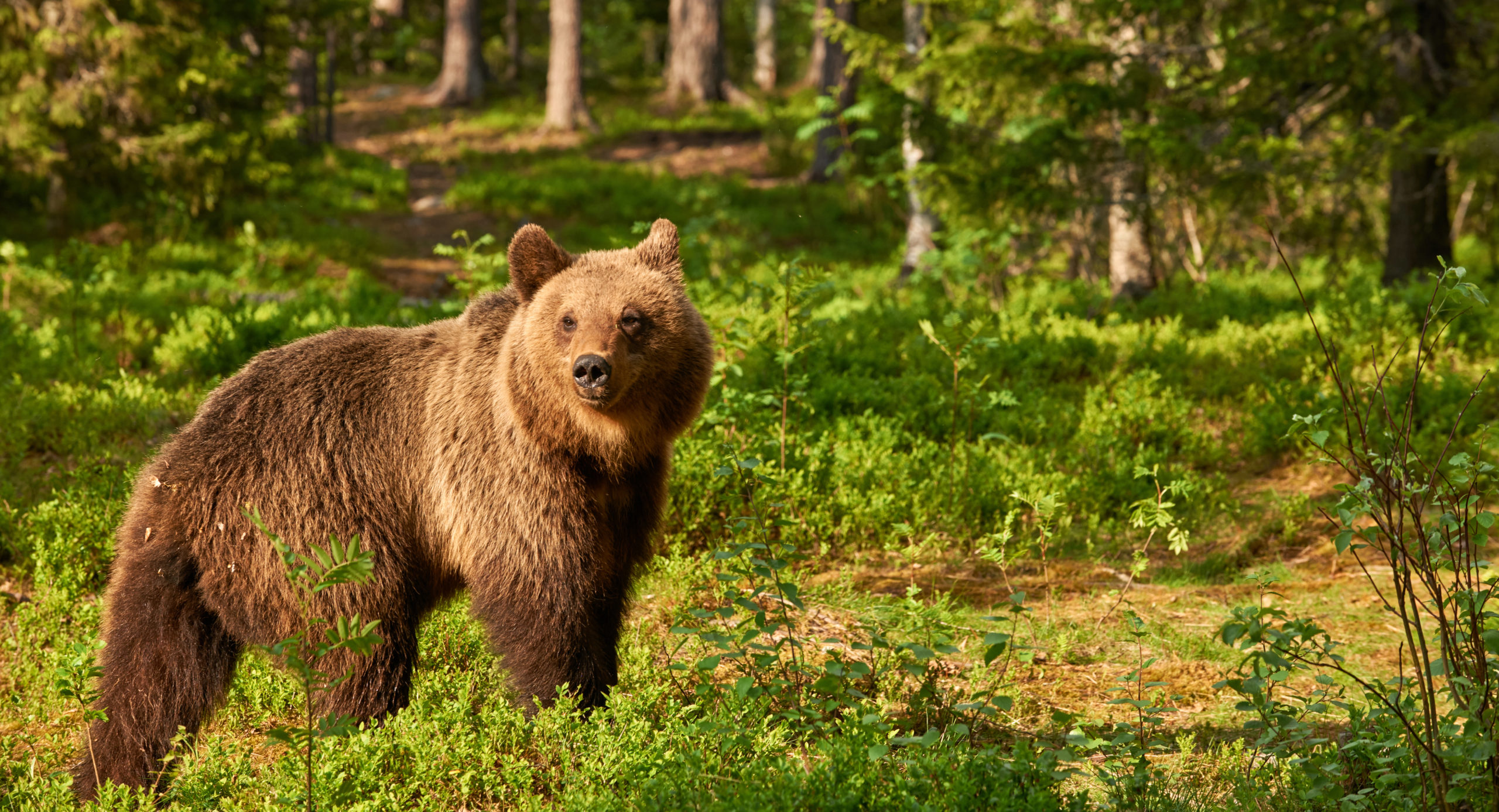 [連載] 英語フレーズ 第25回 &ldquo;Bear down&rdquo; | beo